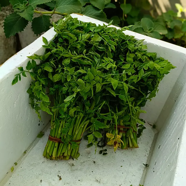 Fresh coriander and cooking ingredients
